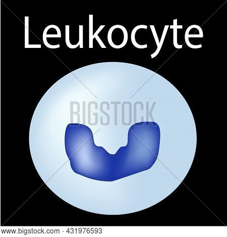 The Structure Of The Leukocyte. Leukocyte. White Blood Cell Immunity. Infographics. Illustration On 