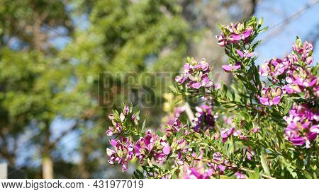 Myrtle Leaf Milkwort Purple Flower, California Usa. Polygala Myrtifolia Springtime Bloom. Home Garde