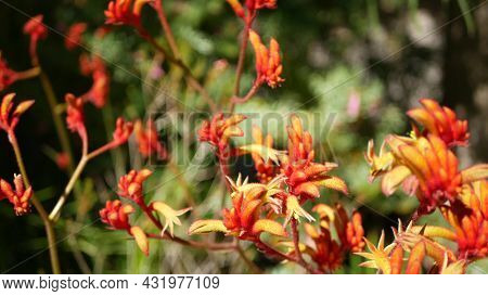 Red Cats Or Kangaroo Paw Flower, California, Usa. Anigozanthos Bicolor Floral Blossom. Exotic Tropic