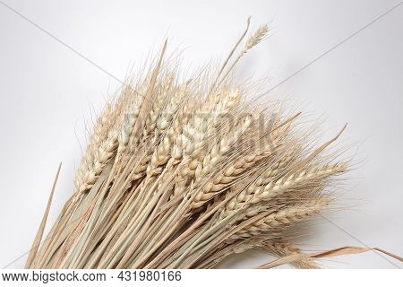 A Wheat Ears Isolated, Dry Barley Rice Isolated On White Background