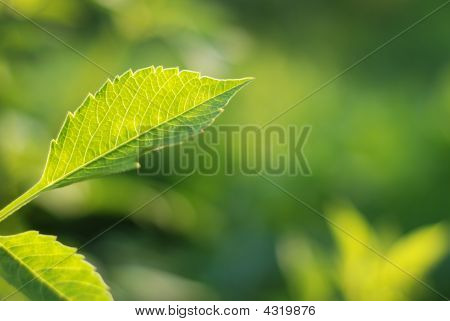 Green Leaf