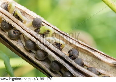 Fresh Seed Okra Vegetable On Plant In Farm. Okra Plant Growing In Home Garden. Okra Flower.