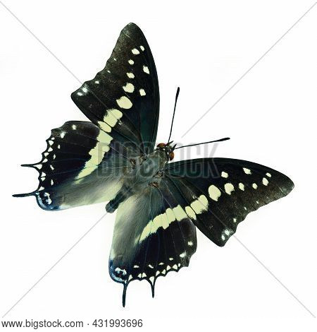 Beuatiful Dark To Grey Wings Butterfly With Pale Yellow And White Stripe Isolated On White Backgroiu