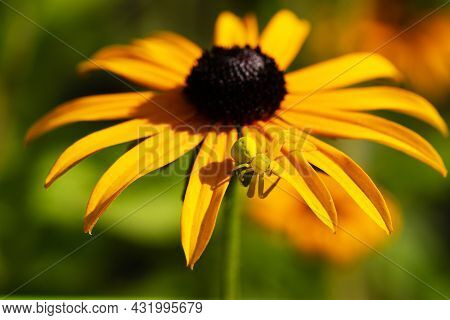 Green Little Spider On Yellow Flower Of Paradoxa Echinacea