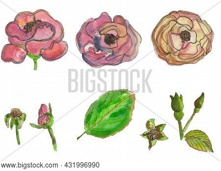 A Set Of Watercolor Flowers Of Roses, Buds And Leaves