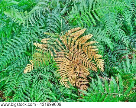 Close Up Of Delicate, Bright Green Ferns With Yellow Ones In Centre