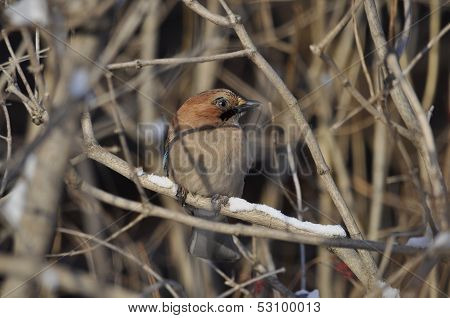 Sparrow