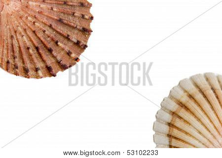 Shells On A White Background