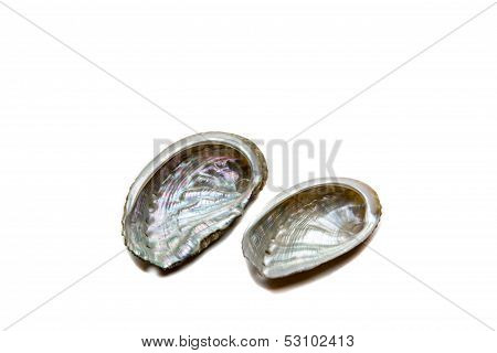 Shells On A White Background
