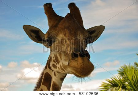 Giraffe