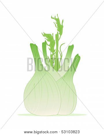 Fennel Bulb