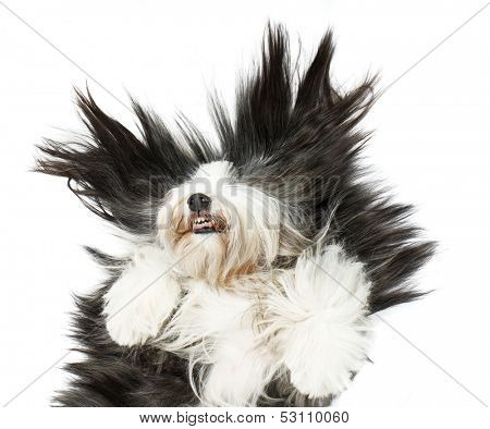 Sheepdog on white background 