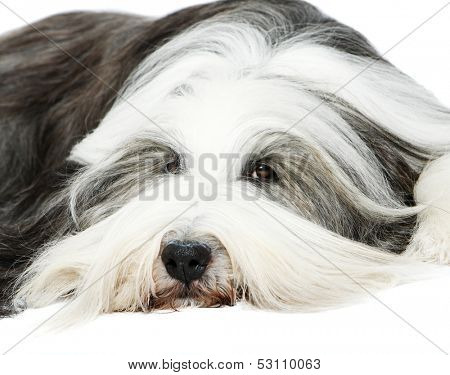 Sheepdog on white background 