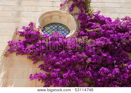 Pink Bougainvillea