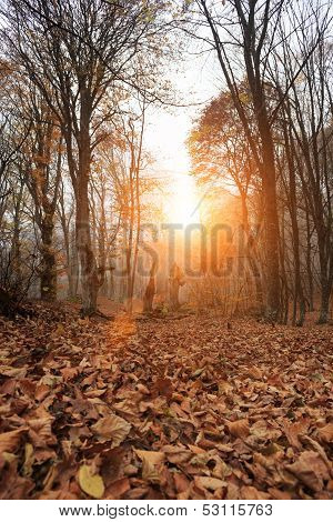 Deep Forest Autumn