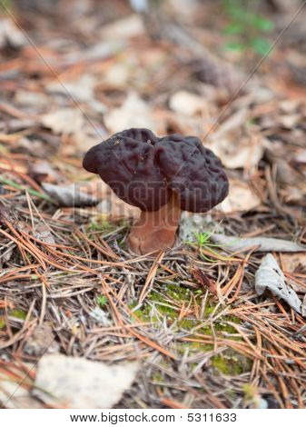 Gyromitra Helvellaceae ไม้