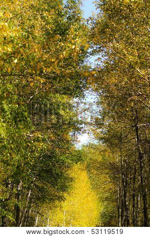 Autumn Trees