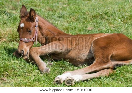cute Pferd ruhelosigkeit