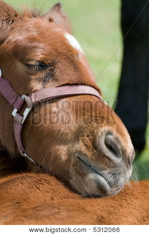 cute Pferd ruhelosigkeit