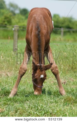 hübsch junges Pferd