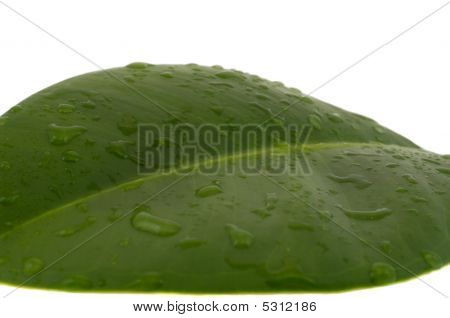Vlhký list A Ficus Elastica