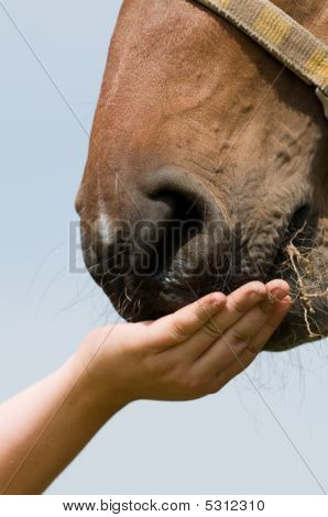Koně jíst trávu