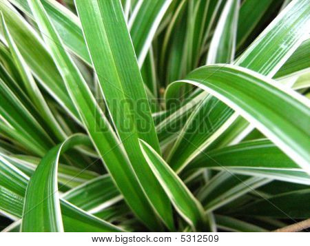 Strisce bianche verdi di Miscanthus