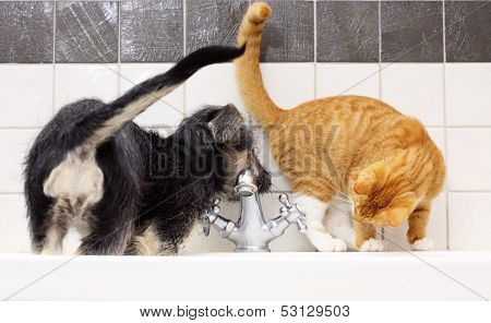 Animals At Home Dog And Cat Playing Together In Bathroom