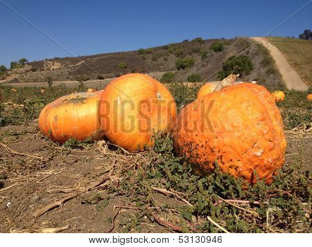 Ripe Orange Pumpkins