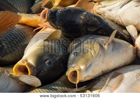 carp fishing