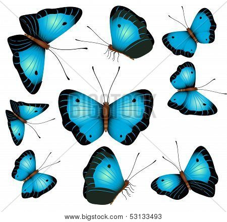 Blue butterflies isolated on a white background