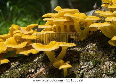 Mushrooms On Tree