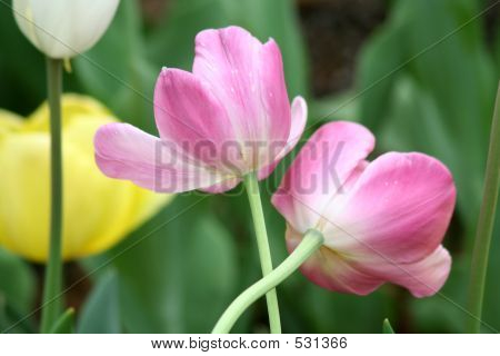 Tulips