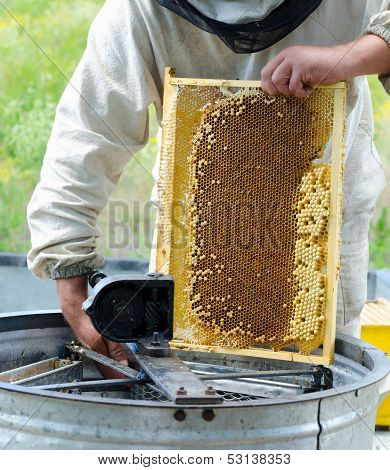 Beekeeper At Work