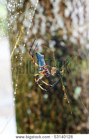 Palm spider after the rain.