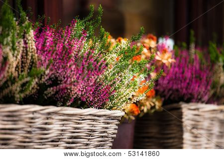 Pink And Purple Heather In Decorative Flower Pot