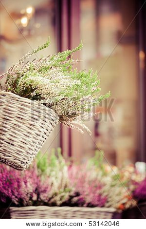 Pink And Purple Heather In Decorative Flower Pot