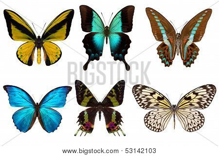 Many different beautiful butterflies