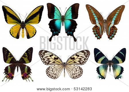 Many different beautiful butterflies