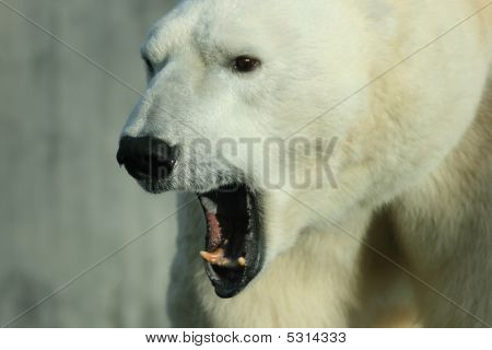 Isbjörn