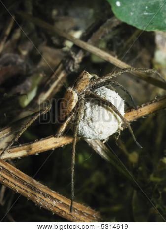 Spider A ložisko Cocoon