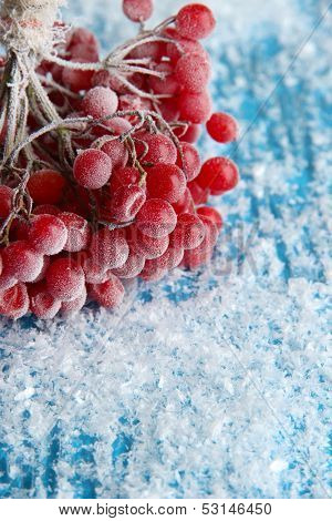 Red berries of viburnum with ice crystals, on blue background