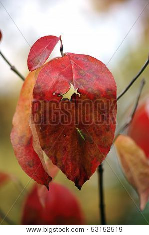 Autumn leaf and green lacewing