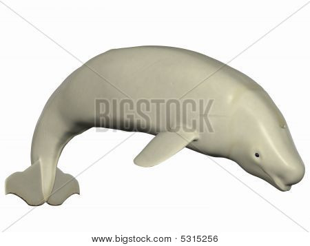 Beluga Weißwal