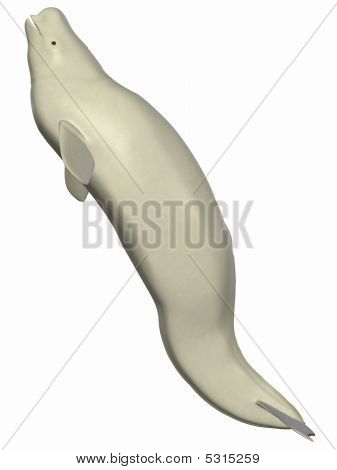 Beluga Weißwal