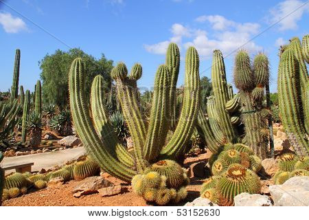 Cacti At Bontanicactus,ses Selines, Mallorca, Spain