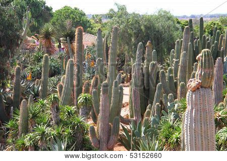 Cacti At Bontanicactus,ses Selines, Mallorca, Spain