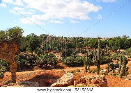 Cacti At Bontanicactus,ses Selines, Mallorca, Spain