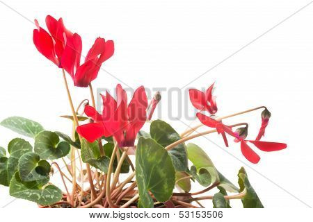 Red Cyclamen Flower, Isolated