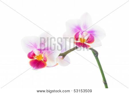 Orchid Isolated On White